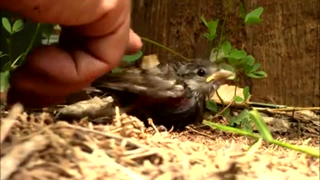 Bird rescue 6-16-14