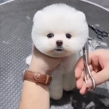 Cute baby cute dog