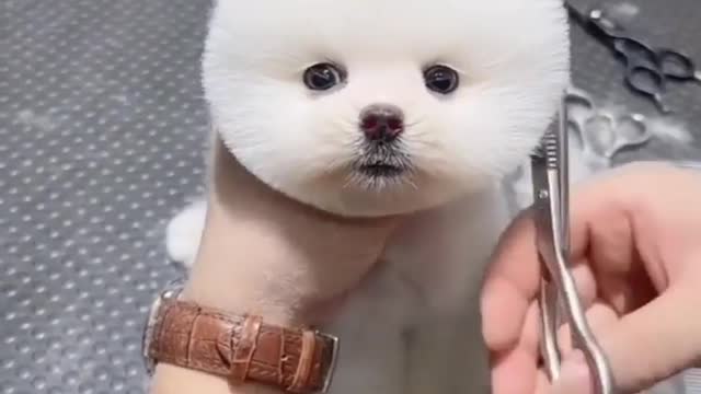 Cute baby cute dog