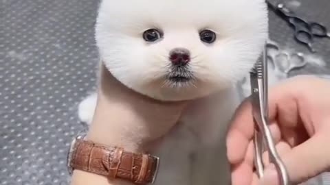 Cute baby cute dog