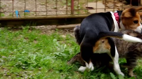 Dog and cat playing