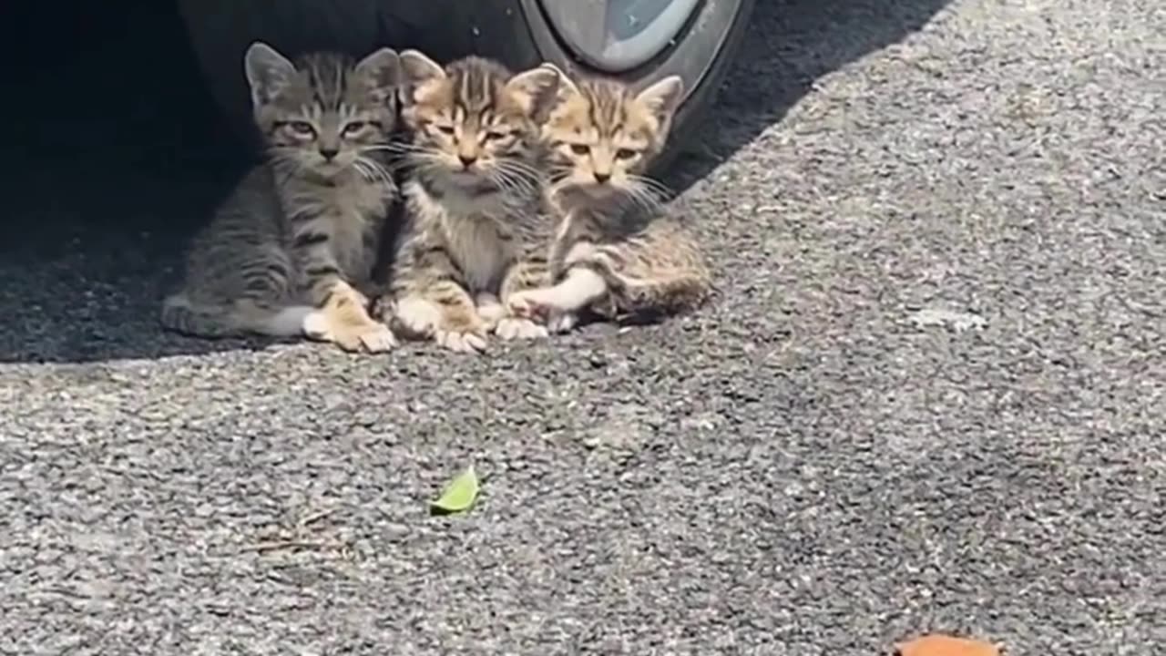 Cute Cats & Funny Cats 😍😍😅😅 #cats #reels #shorts #viral #pets #mmvcats