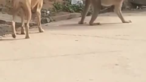 Animals really are amazing creatures. animals from all over the world in this video