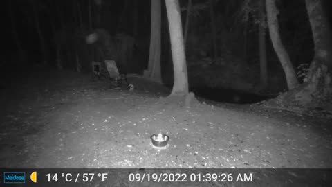 Mouse Cleaning Up the Crumbs Left by the Possums
