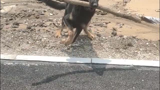 A seven month old dog looks like a big dog