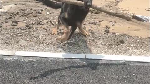 A seven month old dog looks like a big dog