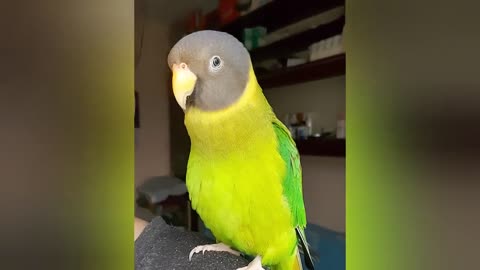 Cheerful parrot dances and whistles on owner's shoulder #Shorts