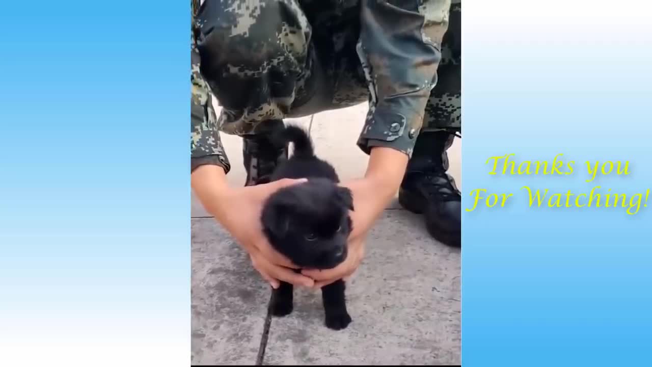 Cute Isn't Enough Funny Cats and Dogs Videos Compilation 2021.