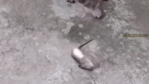 Prank with cat by mouse 🐀