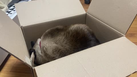 The cat playing in the box.