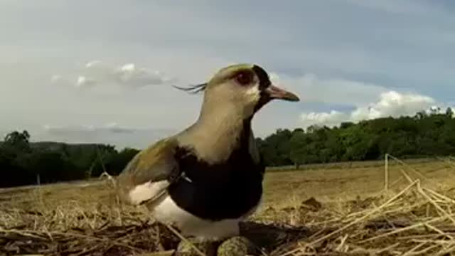 Mother's Protects its offspring. Saving eggs 🐣