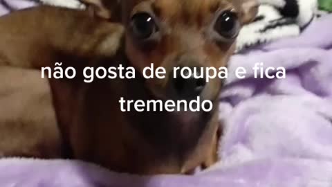 Dog pinscher