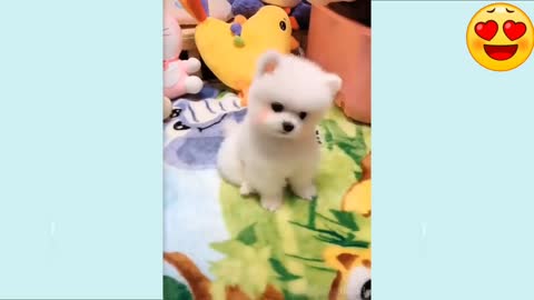 Funny & Cute Dog