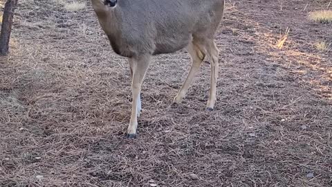 Nice Buck with a few Doe's