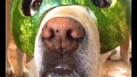 Funny dog video