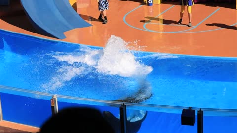 Sea Lion Jumping Down Pool show at SeaWorld Orlando