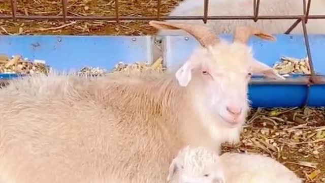 A lamb moves exactly like its mother. Is that the gene?