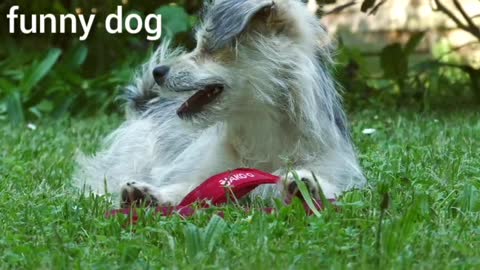 funny dog