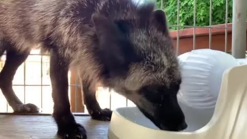 Sometimes we give puzzle feeders to make dinner time a little more fun, Boo sure is a pro!