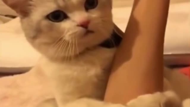 Cute kitten hugging its owner