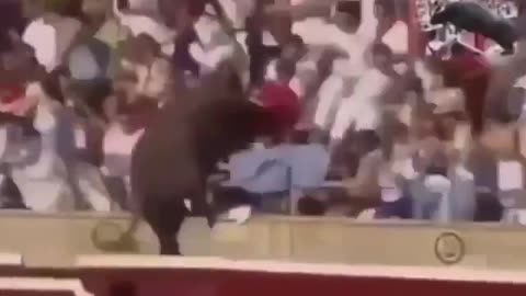 Bull Wants All The Smoke