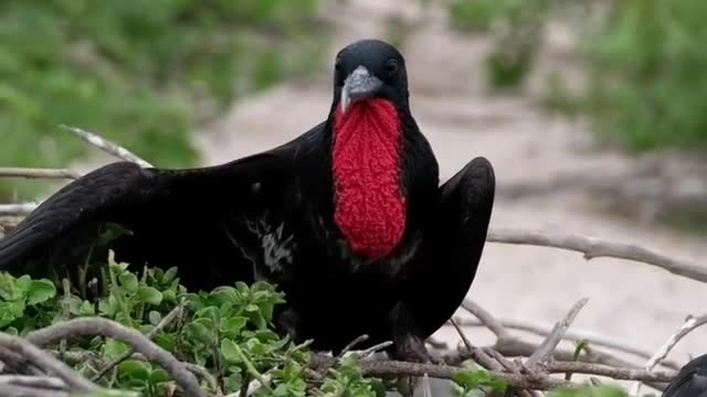 Beautiful Bird, Short Bird Video, 4k Relax Time