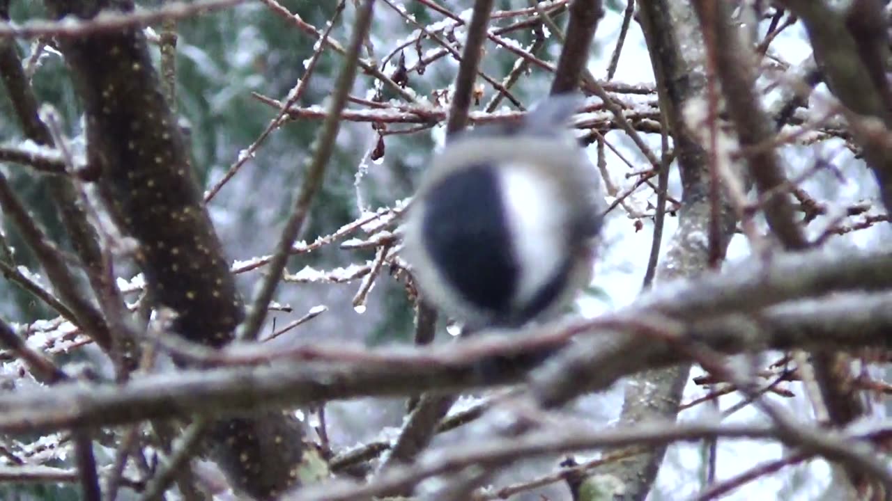 Chickadee