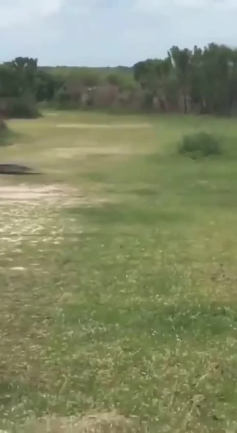 The horse prevented the crocodile from rest