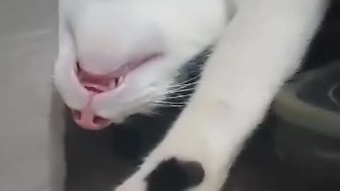 Cute Animal