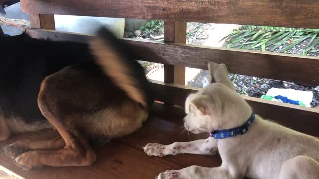 Pooch's Pal Endures Happy Tail Taps