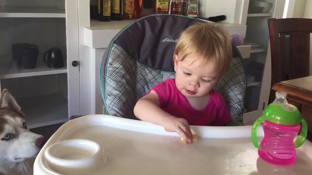 Compassionate baby shares food with Siberian husky