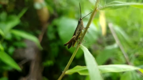 Close up macro shot of a tropical garden grasshopper black on a green leaf.