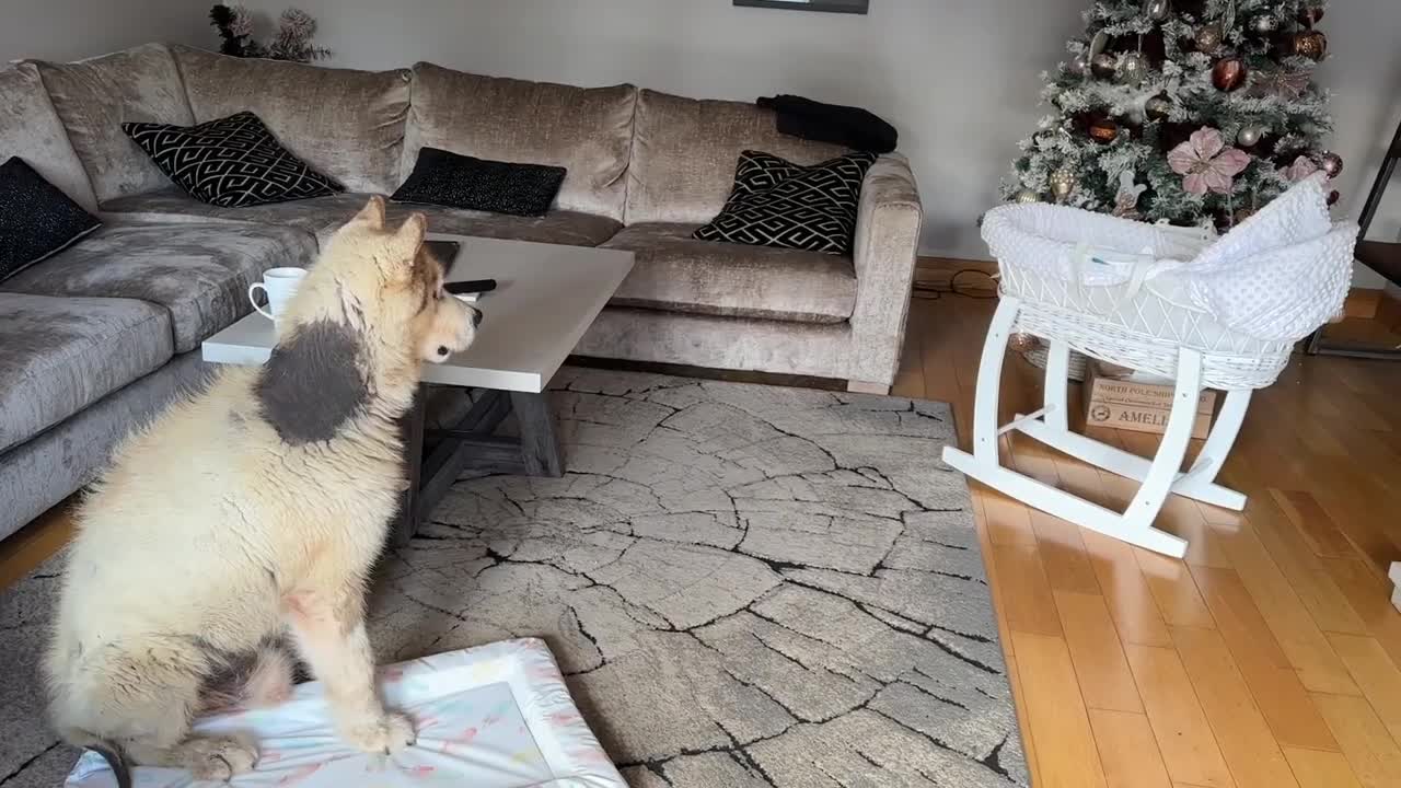 Curious Dog And Cat Bond With Newborn Baby! He Rocks Him To Sleep! (Cutest Ever!!)