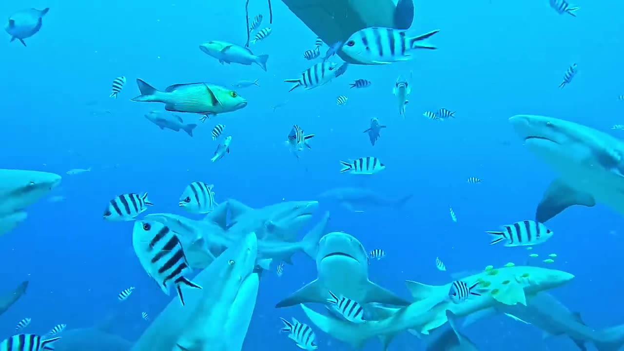 wow how many sharks 🦈🤿😱