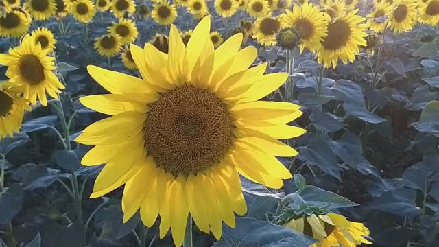 Beautiful sun flower