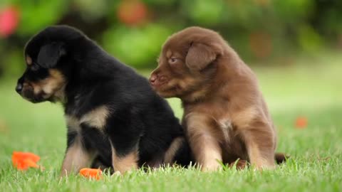 Cute Puppy Baby Dog Playing in The Green Park | The Animals Life