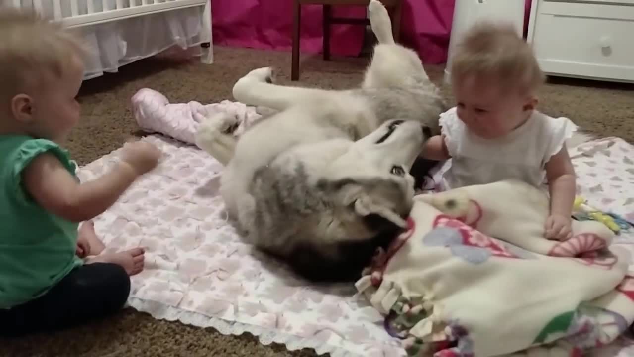 Husky adorably plays with twins