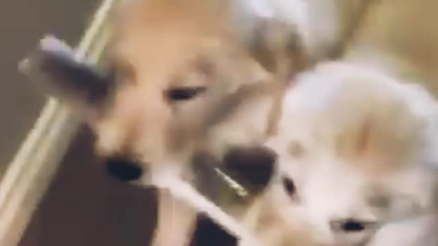 Two cutest funny dog