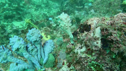 Sponge Garden | Scuba Diving at The Gutter | Apr 2021
