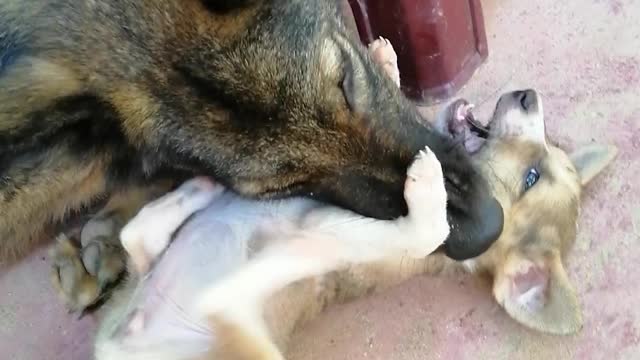 Cute dog my dog with play funny time 2021