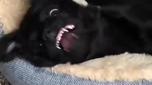 "Sometime my lips get stuck on my teefs" cute puppy 😍