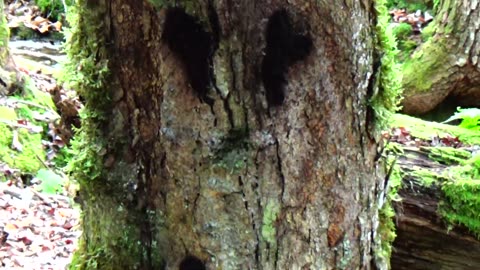 Tree Face