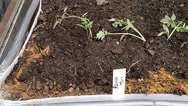 Cherry and roma tomato plants