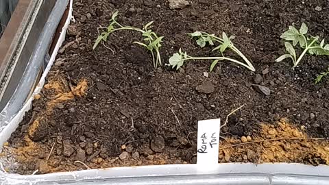 Cherry and roma tomato plants