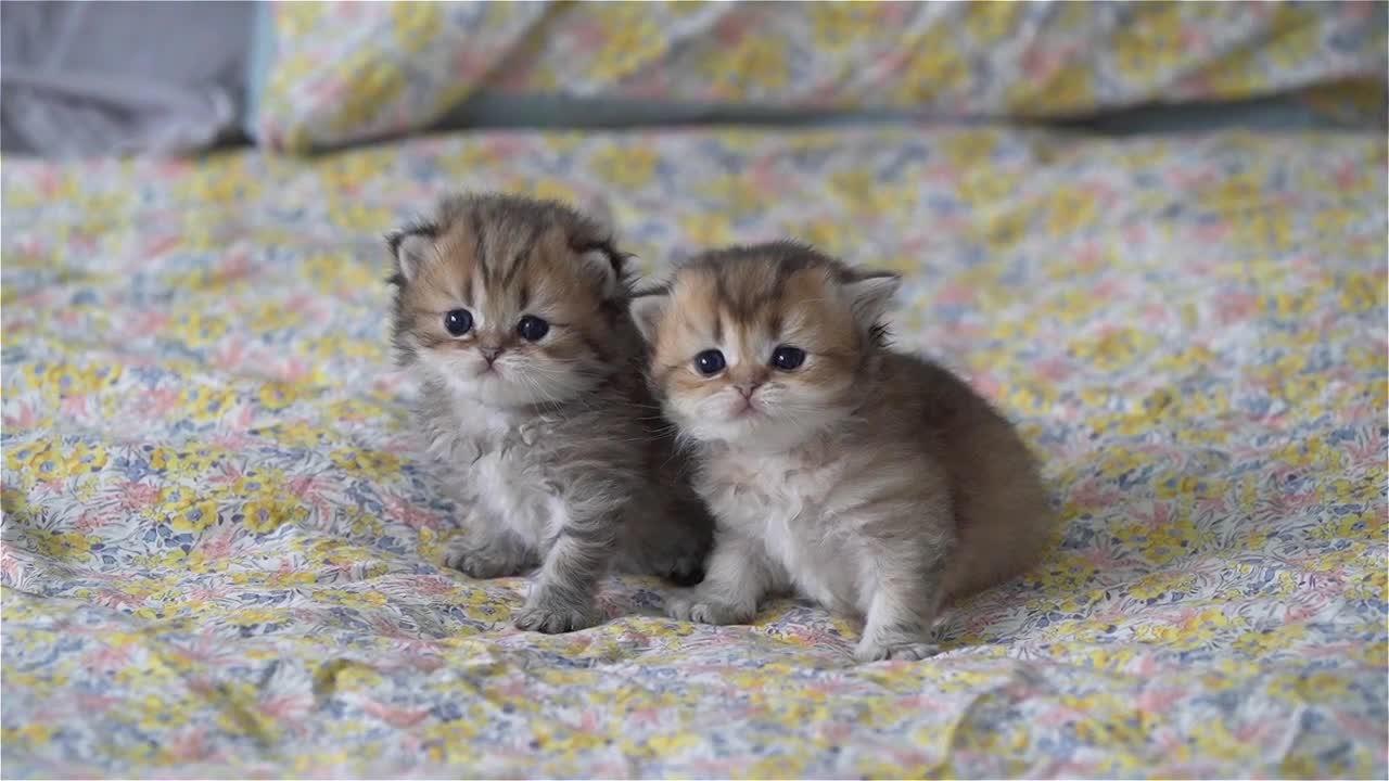 2 sisters British Longhair