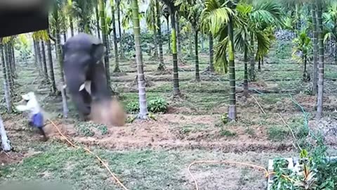 When Animals Go On A Rampage And Got Caught On Camera