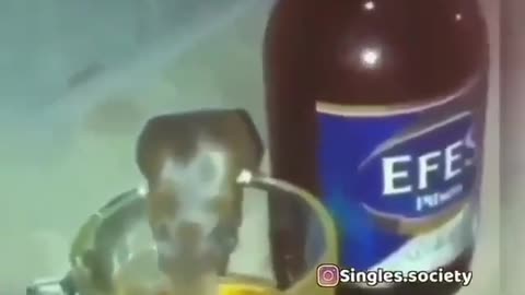 Funny Video 😂😂 | Watch till end 2021
