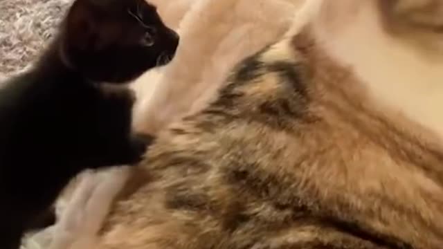 Funniest Cats and Dogs 🐱🐶 Part 28