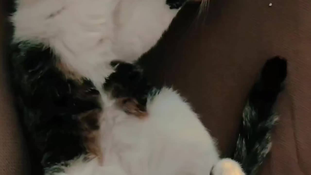 My 🐱 cat's sleeping position is hilarious!