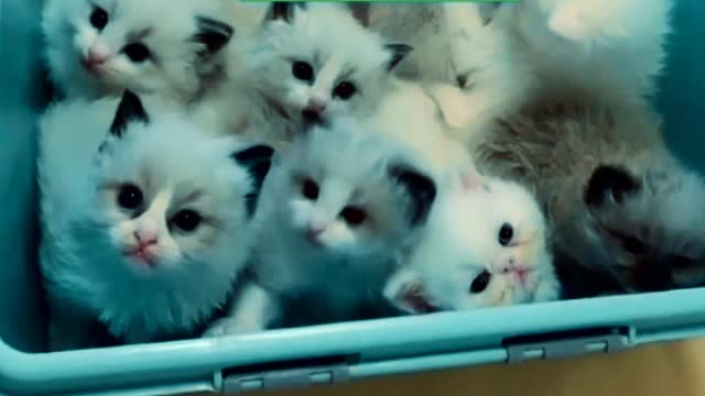 Small cats so cute